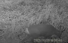 В нацпарку на Хмельниччині помітили сарну європейську (ВІДЕО)