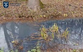 У Хмельницькому комунальники шукають, хто забруднює парк Чекмана