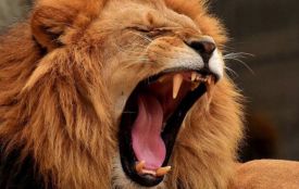 У Хмельницькому розшукують лева, що втік із вольєра (ОНОВЛЕНО)