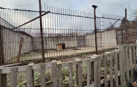 Через втечу левиць у Хмельницькому загинули інші тварини, — прокуратура