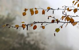 На Хмельниччину йде різке похолодання та штормовий вітер