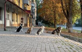 У Кам’янці контролюють кількість безпритульних тварин цивілізовано — як це працює