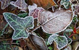 Вдарять морози: погода на 19 листопада для Хмельниччини