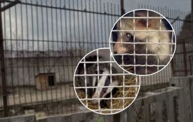 Зі скандального зоокуточка у Хмельницькому вилучили виснажених тварин