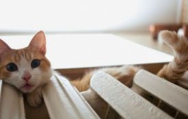 Погода 25 листопада: чого очікувати на Хмельниччині