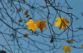 Погода зміниться: прогноз на 26 листопада для Хмельниччини