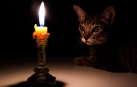 Планові відключення світла у Хмельницькому на 28 листопада (АДРЕСИ)