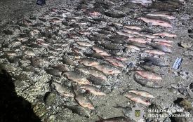 На Дністрі спіймали браконьєрів: збитки — понад півмільйона гривень