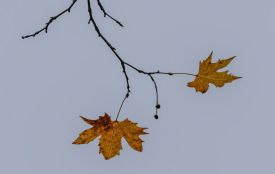 Антициклон: якою буде погода на Хмельниччині 28 листопада