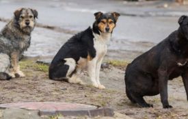 Живе в наметі з сімома собаками у Хмельницькому: історія 40-річного Євгенія