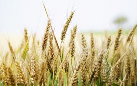 Цифровий майданчик для ефективної роботи агробізнесу (новини компаній)