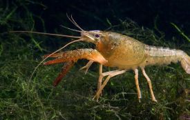 На Хмельниччині заборонили ловити раків: терміни та штрафи