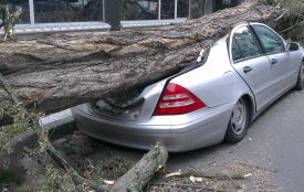 У Хмельницькому на авто впало дерево. Хто заплатить за ремонт