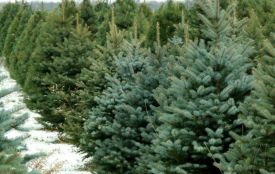 Де і за скільки купити живу ялинку на Хмельниччині: відкрили точки продажу