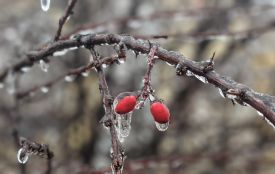 Пройде дощ. Погода на 12 грудня для Хмельниччини