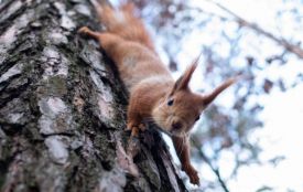 Антициклон Frieda змінить погоду: прогноз для Хмельниччини на 16 грудня