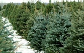 Штрафи до 34 тисяч: що загрожує за незаконну ялинку на Хмельниччині