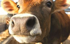 У громаді на Хмельниччині зафіксували лейкоз у корів: запроваджують карантин