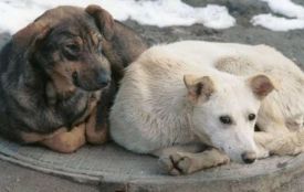 За 2025 рік у Хмельницькій громаді стерилізували 1 100 безпритульних тварин