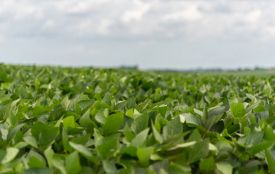 Земельні зловживання селищного голови на Хмельниччині призвели до збитків на 1,2 мільйона гривень