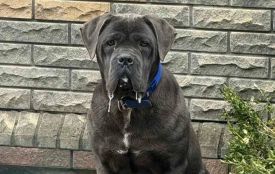 Із дронами та ДСНС: у Хмельницькому понад тиждень шукають собаку Беллу