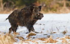 На Хмельниччині проведуть обмежене полювання на дикого кабана