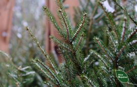 На різдвяних ярмарках Хмельниччини лісівники продали майже 3 467 дерев