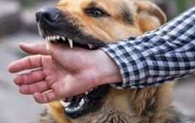 У Хмельницькій міській територіальній громаді – три випадки сказу.