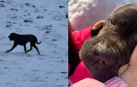 Знайшли собаку Беллу, яка загубилася 30 грудня