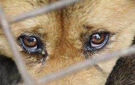 У Нетішині поліція розпочала кримінальне провадження через смерть собаки