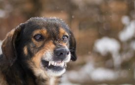 У Хмельницькому виявили сказ у собаки: що відомо