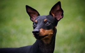 Взяли під варту жителя Нетішина, який викинув той-тер’єра з сьомого поверху