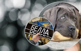 Номера «Белла»: розвіднику, який допоміг знайти кане-корсо, придбали пікап