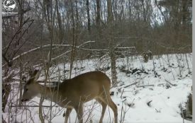 У нацпарку на Хмельниччині показали, як косуля шукає їжу взимку (ВІДЕО)