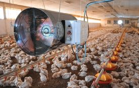 Як інженерні рішення скорочують витрати у тваринництві (новини компаній)