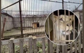 Як покарали керівника зоокутка, з якого втекли левиці у Хмельницькому