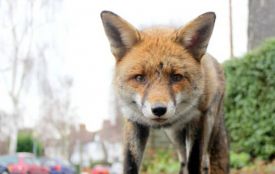 «Здорова лисиця до людей не піде»: фахівці попередили хмельничан про ризик сказу