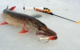 Рибалкам Хмельниччини заборонять ловити щуку: терміни та штрафи