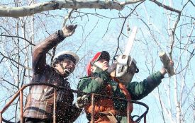 У центрі Хмельницького зрізатимуть аварійні дерева: можливі обмеження руху