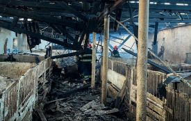 Палало 1000 квадратних метрів. На Хмельниччині сталась пожежа у свинарнику (ВІДЕО)