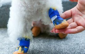 Як підібрати взуття для собаки маленьких і великих порід: на що звернути увагу та корисні рекомендації (новини компаній)