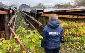 Незаконно виготовив тютюну на 10 мільйонів гривень: судитимуть жителя Хмельниччини