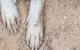 Жителю Хмельниччини, який викинув той-тер’єра з вікна, загрожує до 8 років