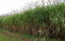 «Зелені» проєкти на Хмельниччині: що роблять і хто фінансує