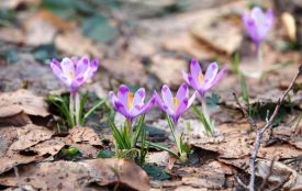 Хмельниччину пригріє: прогноз погоди на 7 березня