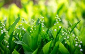 Синоптики розповіли, якою буде погода на Хмельниччині 8 березня