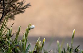 До 17 градусів тепла: яку погоду прогнозують на Хмельниччині 11 березня