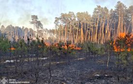 Вигоріло 3 гектари: 12 пожеж в екосистемах сталось на Хмельниччині за добу