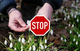 Оштрафувати можуть покупця і продавця: як карають за торгівлю первоцвітами