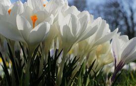 На Хмельниччині вночі буде мороз: погода на 20 березня